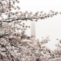 Washington Monument Fog